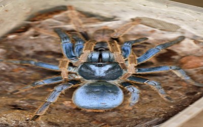 Ornithoctoninae sp. "Vietnam Silver" SLING TARANTULA